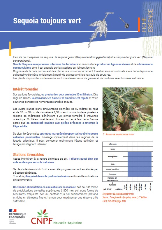 Sequoia toujours vert