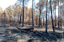 Boisement brûlé - incendie Landiras