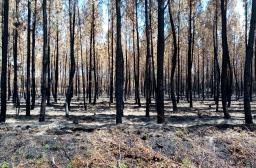 Forêt après incendie