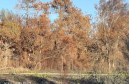 post-incendie landiras