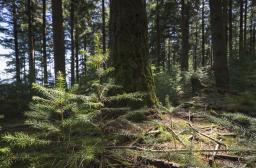 Bois et Forêts n°5