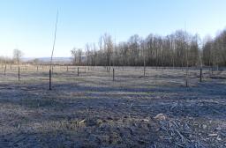 planter ses peupliers