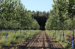 reboisement en peuplier