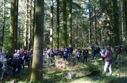 Peuplement de Douglas