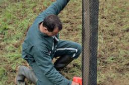 Protection contre les chevreuils