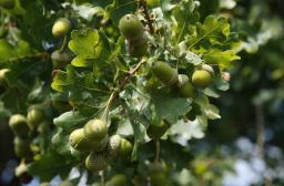 Feuillage et glands de chêne pédonculé 