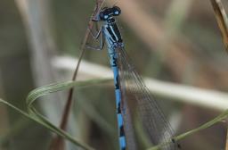 Agrion de mercure 
