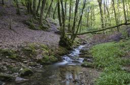 Ruisseau de Combraille au fond de son vallon