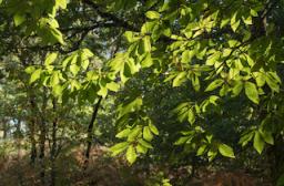 Feuilles de châtaignier 