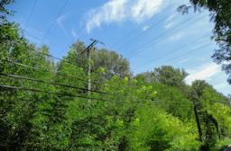 Lignes électriques en forêt