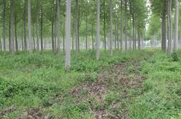 plantation de peupliers