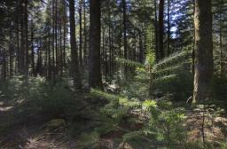 Régénération naturelle de douglas