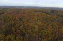 forêt