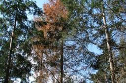 Rougissement du douglas