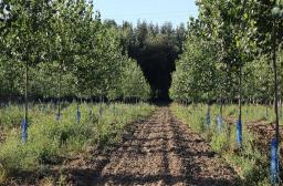 plantation peupliers