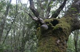 Nuits des Forêt Hourtin 2025
