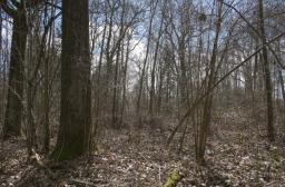 peuplement irrégulier