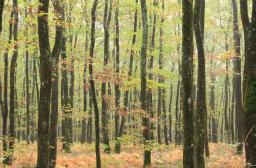 Eclaircies de taillis