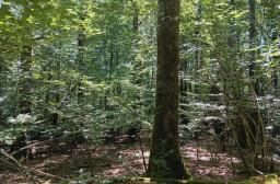 Un sylviculteur, un bois