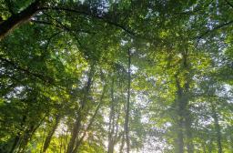 Forêt