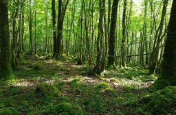 Forêt de feuillus