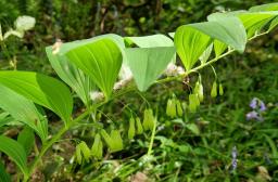 biodiversité