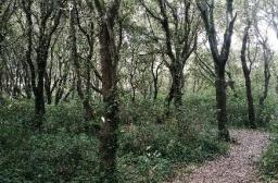 foret