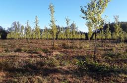 plantation peuplier