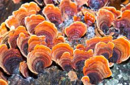 champignon