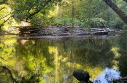 gestion forestière et eau - Ines Mazalaigue©CNPF