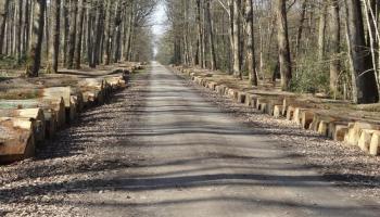 Bois en bord de route