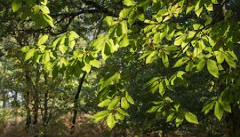 Feuilles de châtaignier