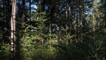 Régénération naturelle de douglas en sapinière
