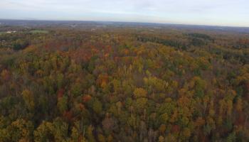 forêt