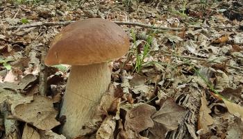 Champignon - cèpe
