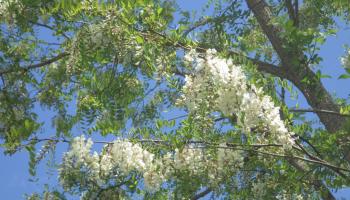 l'acacia
