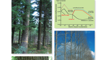 Guide de l'expérimentation forestière