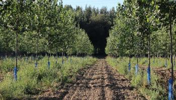 plantation peupliers