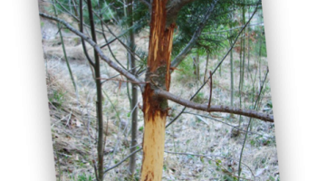 gibier