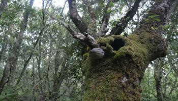 Nuits des Forêt Hourtin 2025