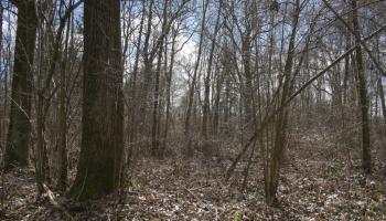 peuplement irrégulier