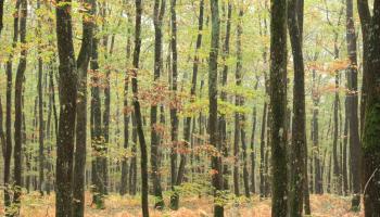 Eclaircies de taillis