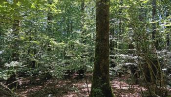 Un sylviculteur, un bois