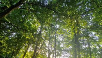 Forêt