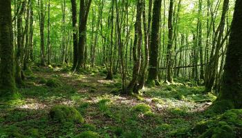 Forêt de feuillus