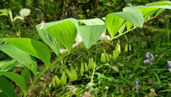 biodiversité