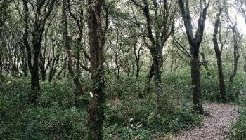 foret