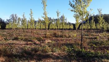 plantation peuplier