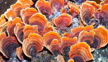 champignon