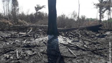 Zone forestière incendiée